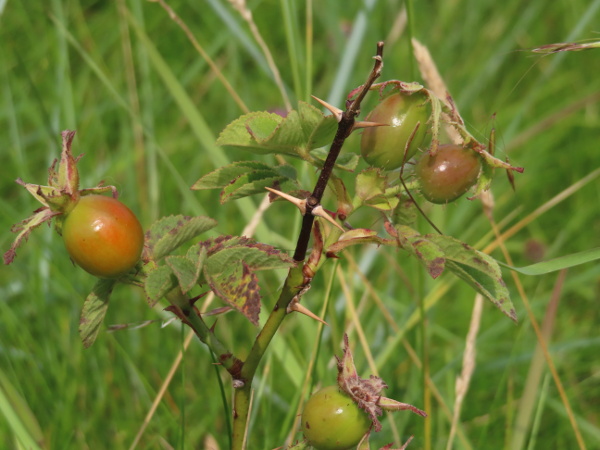 Sherard’s downy-rose / Rosa sherardii: The sepals of _Rosa sherardii_ are persistent, lobed and tend to point forwards; the hips are fairly globose, with stalked glands.