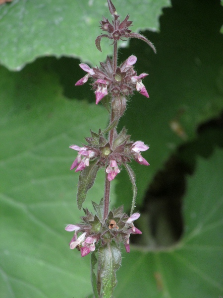 limestone woundwort / Stachys alpina: _Satchys alpina_ is naturalised on Wotton Hill in Gloucestershire, and at one or two sites in the Vale of Clwyd.
