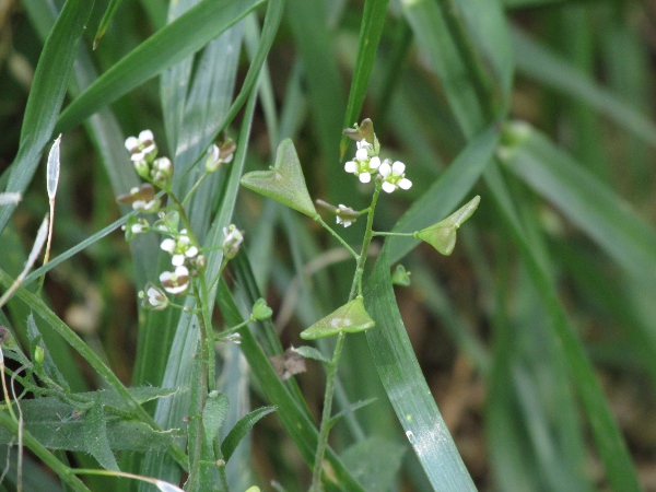 shepherd’s purse / Capsella bursa-pastoris