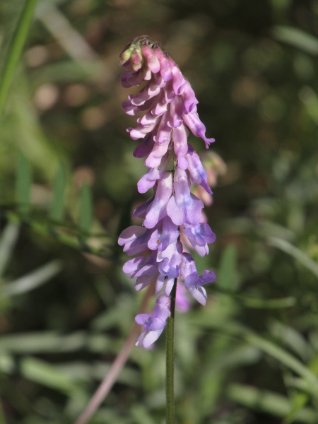 tufted vetch / Vicia cracca: _Vicia cracca_ is a scrambling plant of tallish grasslands with racemes of purple flower borne on long peduncles.