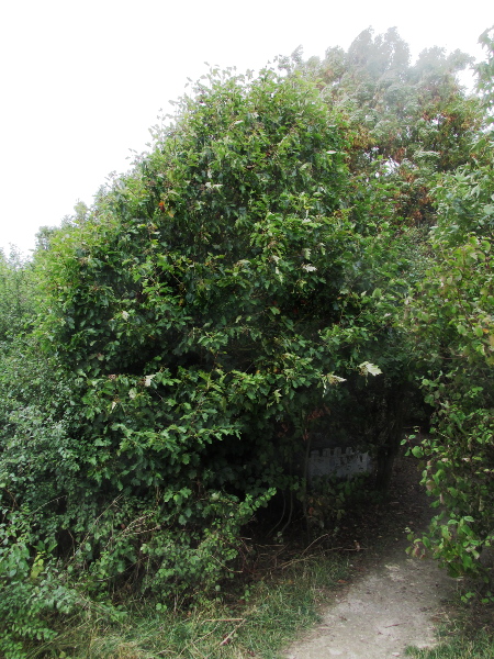 wild service tree / Sorbus torminalis