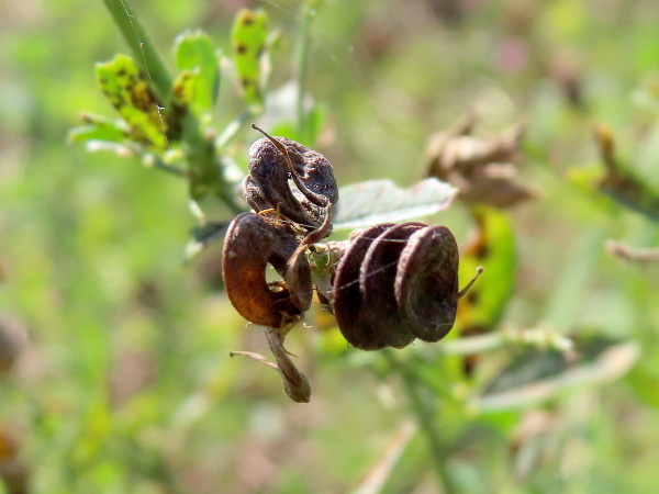 lucerne / Medicago sativa subsp. sativa