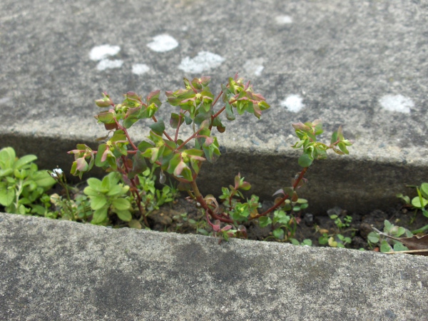 petty spurge / Euphorbia peplus: _Euphorbia peplus_ is a very common weedy spurge across most of the British Isles (becoming rare only in the far north).