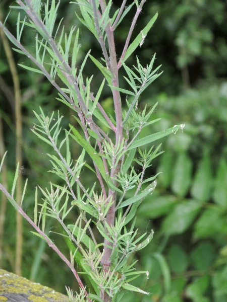 purple toadflax / Linaria purpurea: _Linaria purpurea_ is native to mainland Italy and Sicily but can be found across most of the British Isles as a result of cultivation.