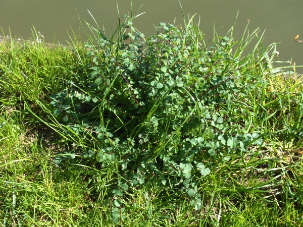 salad burnet / Poterium sanguisorba: _Poterium sanguisorba_ grows in calcareous grasslands across England, Wales and central Ireland, but is very rare in Scotland.