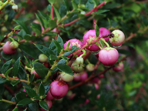 prickly heath / Gaultheria mucronata