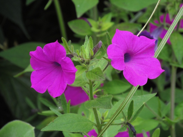 petunia / Petunia × hybrida: _Petunia_ × _hybrida_ is a garden hybrid between two South American species, _Petunia axillaris_ and _Petunia integrifolia_.