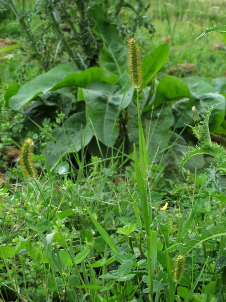 yellow bristle-grass / Setaria pumila