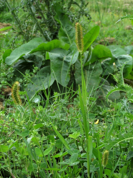 yellow bristle-grass / Setaria pumila: _Setaria_ species have bristles arising from the base of each spikelet.