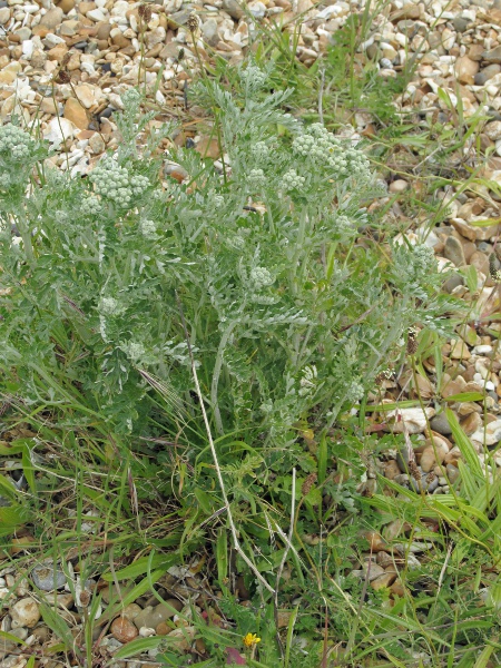 silver ragwort / Jacobaea maritima: Habitus
