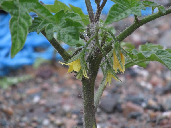 tomato / Solanum lycopersicum: _Solanum lycopersicum_ grows from discarded salad items and seeds in human sewage, but plants are usually killed off by winter frosts.