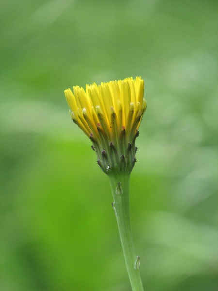 cat’s-ear / Hypochaeris radicata: _Hypochaeris_ plants often have a swollen, hollow section at the top of the stem, just below the inflorescence.