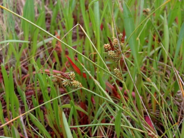 long-bracted sedge / Carex extensa: _Carex extensa_ grows in salt-marshes and some other coastal habitats throughout the British Isles; the combination of markedly greyish leaves and utricles and very long bracts is distinctive.
