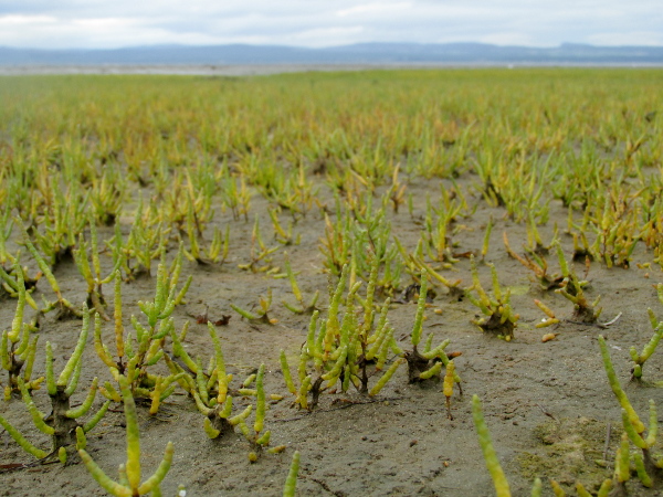 long-spiked glasswort / Salicornia dolichostachya: _Salicornia dolichostachya_ is part of the _S. procumbens_ aggregate; it has longer primary branches than _S. fragilis_.