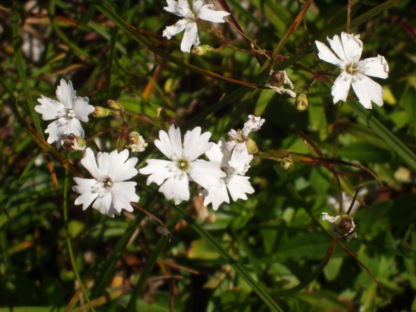 Alpine campion / Silene alpestris: The flowers of _Silene alpestris_ are distinctively edged with 4 rounded lobes.