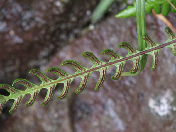 hard fern / Blechnum spicant: The sori  of _Blechnum spicant_ form 2 parallel lines on each pinnule of the fertile leaves.