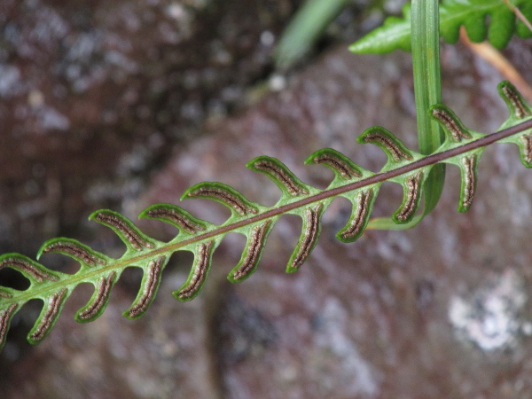 hard fern / Blechnum spicant: The sori of _Blechnum spicant_ form 2 parallel lines on each pinnule of the fertile leaves.