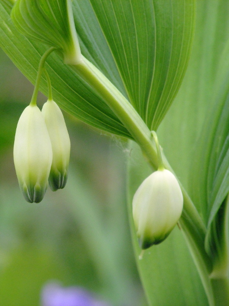 angular Solomon’s-seal / Polygonatum odoratum: _Polygonatum odoratum_ has 1 or 2 flowers at each node, and the flowers are not constricted in the middle; its stems are strongly angled and slightly spiralled.