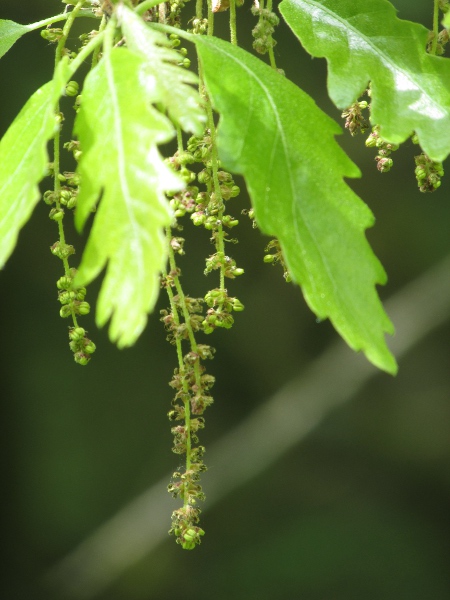 sessile oak / Quercus petraea: Male inflorescences