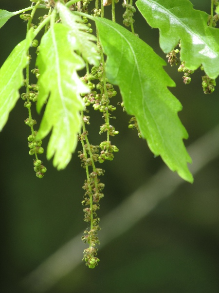 sessile oak / Quercus petraea