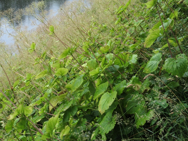 Pyrenean valerian / Valeriana pyrenaica