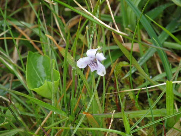 marsh violet / Viola palustris: _Viola palustris_ has rather squat, pale blue flowers.