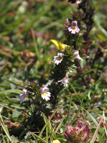 confused eyebright / Euphrasia confusa: Habitus
