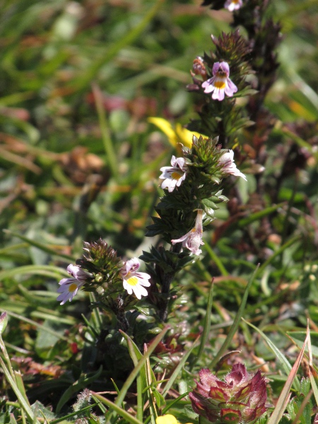 confused eyebright / Euphrasia confusa: Habitus