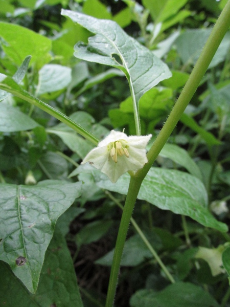 Chinese lantern / Alkekengi officinarum