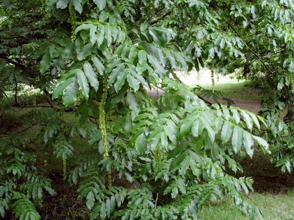 Caucasian wingnut / Pterocarya fraxinifolia: _Pterocarya fraxinifolia_ is a tree native to the Caucasus, extending into Turkey and Iran.