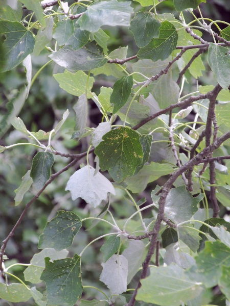 grey poplar / Populus × canescens: _Populus_ × _canescens_ is a hybrid between _Populus tremula_ and _Populus alba_; it has the leaf shape of the former, and the hairiness on the leaf underside of the latter.