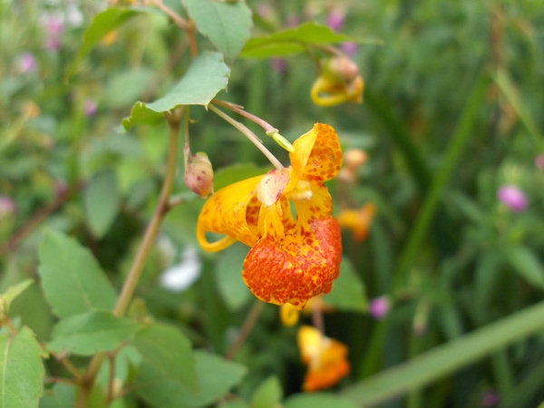 orange balsam / Impatiens capensis: The flowers of _Impatiens capensis_ are distinctively speckled with orange.