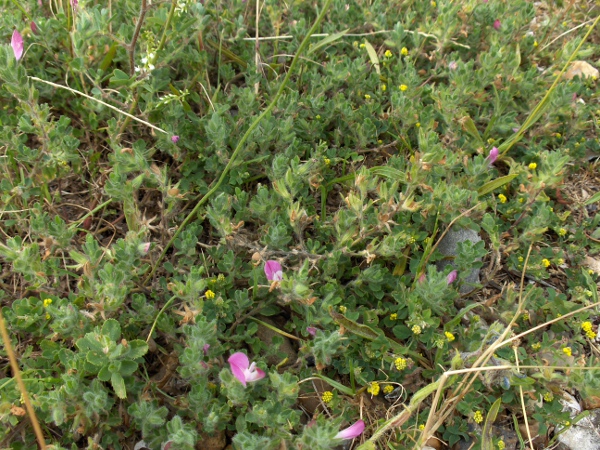 common restharrow / Ononis repens: _Ononis repens_ is a creeping perennial of calcareous or sandy ground; it is absent from much of northern and western Scotland and Ireland.