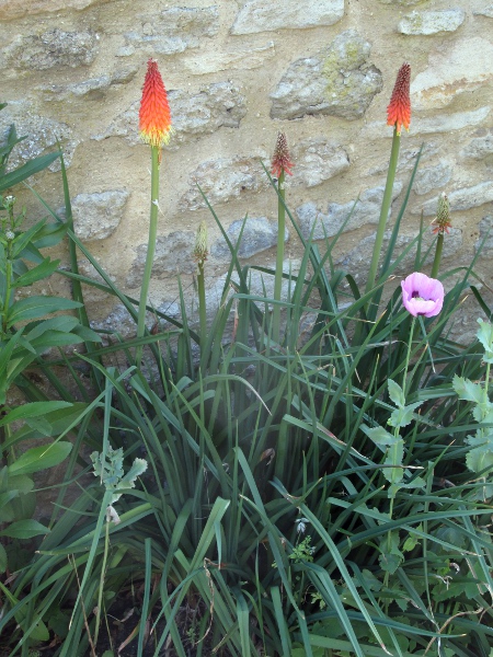 greater red-hot-poker / Kniphofia × praecox: _Kniphofia_ × _praecox_ is a garden hybrid of two or more South African taxa.