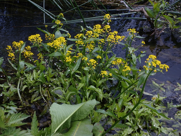 great yellow-cress / Rorippa amphibia: _Rorippa amphibia_ grows at the edges of water-courses, particularly those that almost dry out in summer.