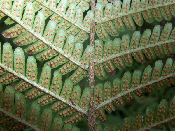 golden-scaled male-fern / Dryopteris affinis: The dark patches at the base of each pinna are characteristic for the aggregate; within that group, _Dryopteris affinis_ lacks the truncate pinnule-tips of _Dryopteris borreri_ and the long, acute pinnule teeth of _Dryopteris cambrensis_.