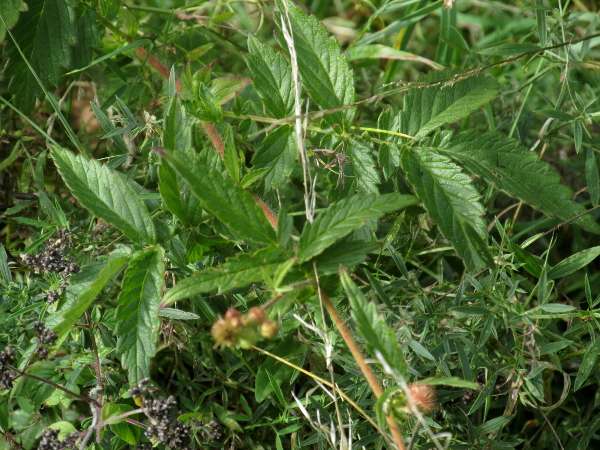 fragrant agrimony / Agrimonia procera: The vegetative differences between _Agrimonia procera_ and _Agrimonia eupatoria_ are subtler; the leaves of _A. procera_ have more acute teeth, and its stems have only long hairs.