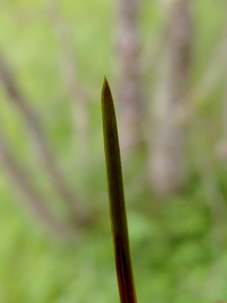 lesser pondweed / Potamogeton pusillus: The leaf-tip of _Potamogeton pusillus_ narrows abruptly to a mucronate tip, unlike the gradual tapering of the much rarer _Potamogeton rutilus_.