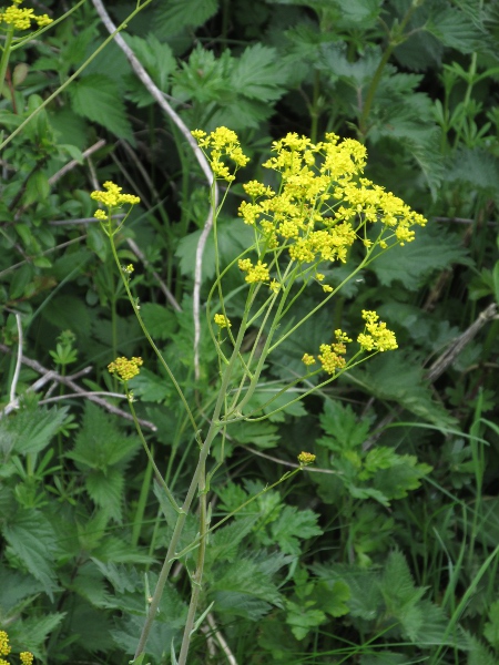 woad / Isatis tinctoria: The flowers of _Isatis tinctoria_ are numerous and relatively small.