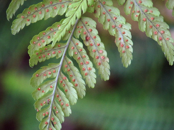 broad buckler-fern / Dryopteris dilatata: The slightly down-curved pinnules separate _Dryopteris dilatata_ from the rarer montane species _Dryopteris expansa_, which has flat pinnules.