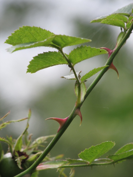 sweet briar / Rosa rubiginosa: The leaves of _Rosa rubiginosa_ have numerous glandular hairs on the lower surface, in contrast to _Rosa canina_.