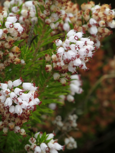 Cornish heath / Erica vagans: Unusually, _Erica vagans_ has flowers with a broad opening and exserted stamens (in _Erica carnea_ and _Erica erigena_, the flowers are narrower; in our other heathers, the stamens are shorter).