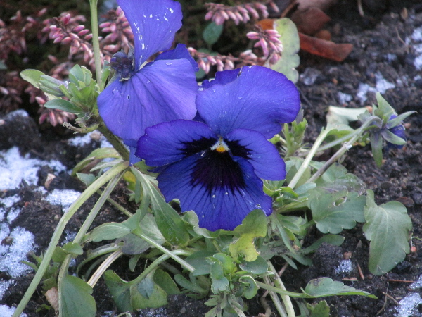 garden pansy / Viola × wittrockiana: _Viola_ × _wittrockiana_, the garden pansy, has large flowers with broadly overlapping petals.