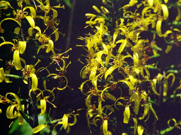 Przewalski’s leopard-plant / Ligularia przewalskii: _Ligularia przewalskii_ has tall narrow inflorescences and deeply lobed basal leaves.