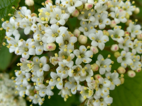 wayfaring tree / Viburnum lantana