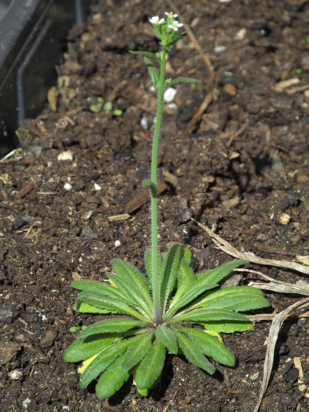 Thale cress / Arabidopsis thaliana: Habitus