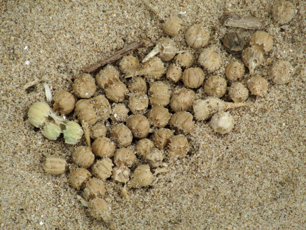 sea radish / Raphanus raphanistrum subsp. maritimus: The schizocarpic fruits of _Raphanus raphanistrum_ break up into rounded mericarps, each containing a single seed.
