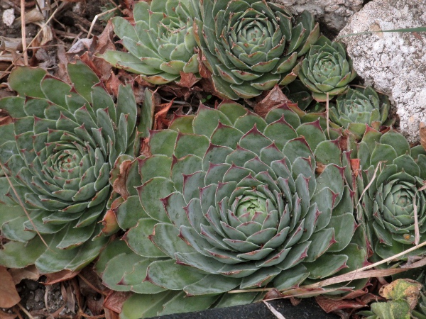 houseleek / Sempervivum tectorum: _Sempervivum tectorum_ is native to the mountains of southern and central Europe, but is widely grown as a wall-plant.