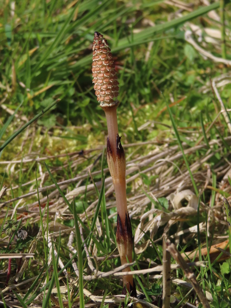 field horsetail / Equisetum arvense: The fertile stems of _Equisetum arvense_ are brown, with a 1–4 cm ‘cone’ at the apex.