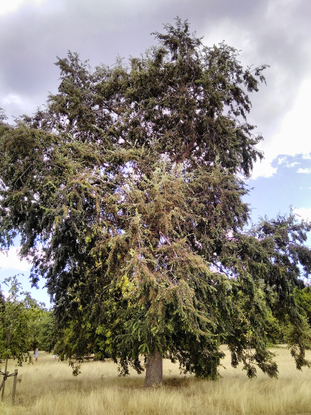 coigüe / Nothofagus dombeyi: _Nothofagus dombeyi_ is a large tree native to southern South America, sometimes planted in parks.